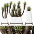 Rośliny doniczkowe HQ Plants Yucca Elephantipes Valida Set 01 - Pandora-land