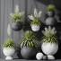 Rośliny doniczkowe HQ Plants Yucca Elephantipes Rupicola Vase Set 01 - Pandora-land