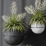 Rośliny doniczkowe HQ Plants Yucca Elephantipes Rupicola Vase Set 01 - Pandora-land