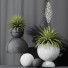 Rośliny doniczkowe HQ Plants Yucca Elephantipes Rupicola Vase Set 01 - Pandora-land