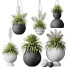 Rośliny doniczkowe HQ Plants Yucca Elephantipes Rupicola Vase Set 01 - Pandora-land