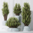 Rośliny doniczkowe HQ Yucca Elephantipes Gigantea Vase Set 05 - Pandora-land