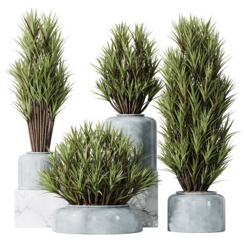 Rośliny doniczkowe  HQ Yucca Elephantipes Gigantea Vase Set 05 Model 3D