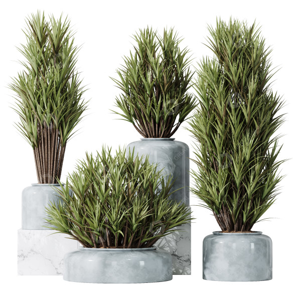 Rośliny doniczkowe HQ Yucca Elephantipes Gigantea Vase Set 05 model 3D