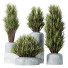 Rośliny doniczkowe HQ Yucca Elephantipes Gigantea Vase Set 05 - Pandora-land