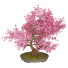 Bonsai-Baum Kirschblüte - Reihane