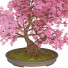 Bonsai-Baum Kirschblüte - Reihane