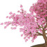 Bonsai-Baum Kirschblüte - Reihane