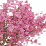 Bonsai-Baum Kirschblüte - Reihane