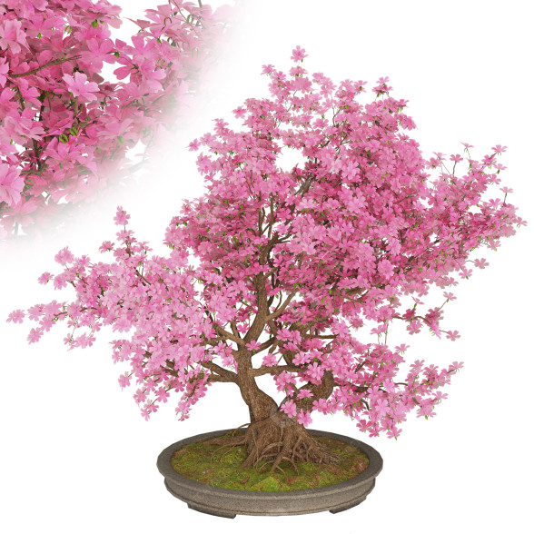 Bonsai-Baum Kirschblüte 3D-Modell