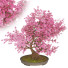 Bonsai-Baum Kirschblüte - Reihane