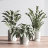 Plantes en pot Ensemble intérieur 049 - nasrinrad