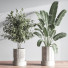 Plantes en pot Ensemble intérieur 049 - nasrinrad