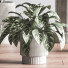 Plantes en pot Ensemble intérieur 049 - nasrinrad