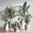 Plantes en pot Ensemble intérieur 049 - nasrinrad