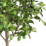 Plantas en macetas Colección de limones - ayda.saadatmand-39287