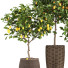 Plantas en macetas Colección de limones - ayda.saadatmand-39287