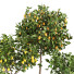 Plantas en macetas Colección de limones - ayda.saadatmand-39287
