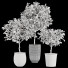 Plantas en macetas Colección de limones - ayda.saadatmand-39287