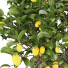 Plantas en macetas Colección de limones - ayda.saadatmand-39287