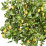 Plantas en macetas Colección de limones - ayda.saadatmand-39287