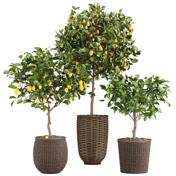 Plantas en macetas  Colección de limones Modelo 3D
