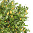 Plantas en macetas Colección de limones - ayda.saadatmand-39287