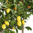 Plantas en macetas Colección de limones - ayda.saadatmand-39287