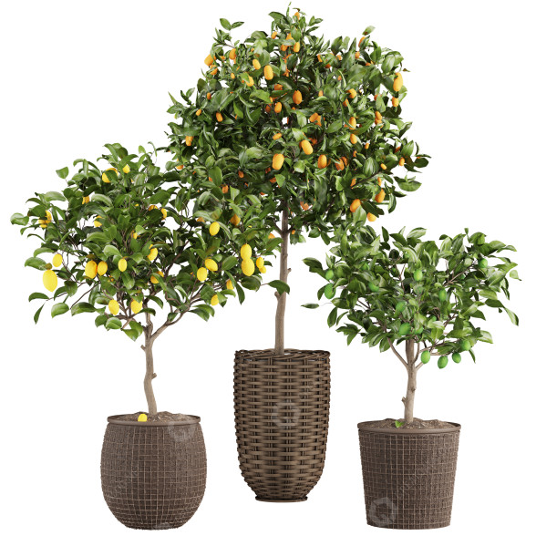Plantas en macetas Colección de limones Modelo 3D