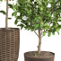 Plantas en macetas Colección de limones - ayda.saadatmand-39287