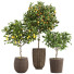Plantas en macetas Colección de limones - ayda.saadatmand-39287