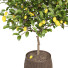Plantas en macetas Colección de limones - ayda.saadatmand-39287