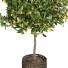 Plantas en macetas Colección de limones - ayda.saadatmand-39287