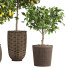 Plantas en macetas Colección de limones - ayda.saadatmand-39287