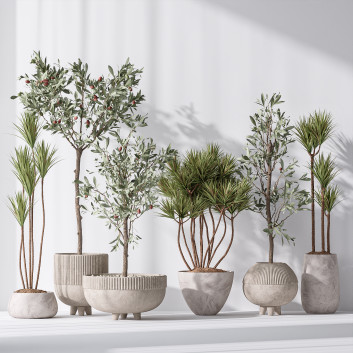 Rośliny doniczkowe  Yucca Elephantipes Gigantea and Mission Olive Tree Indoor Vase 03 Model 3D