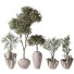 Rośliny doniczkowe Mission Olive Tree Indoor Vase 01 - Pandora-land