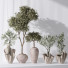 Rośliny doniczkowe Mission Olive Tree Indoor Vase 01 - Pandora-land