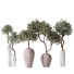 Rośliny doniczkowe Mission Olive Tree Indoor Vase 02 - Pandora-land
