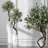 Rośliny doniczkowe Mission Olive Tree Indoor Vase 02 - Pandora-land