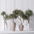 Rośliny doniczkowe Mission Olive Tree Indoor Vase 02 - Pandora-land