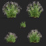 Flowers Gillenia Trifoliata - valeriy korol ld