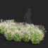 Flowers Gillenia Trifoliata - valeriy korol ld