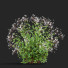 Flowers Gillenia Trifoliata - valeriy korol ld