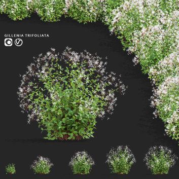 Kwiaty Gillenia Trifoliata Model 3D