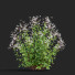 Flowers Gillenia Trifoliata - valeriy korol ld