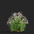 Flowers Gillenia Trifoliata - valeriy korol ld