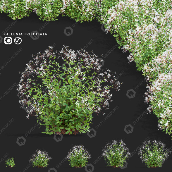 Flowers Gillenia Trifoliata 3D model