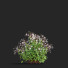 Flowers Gillenia Trifoliata - valeriy korol ld