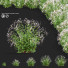 Flowers Gillenia Trifoliata - valeriy korol ld