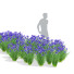 Flowers Iris Sibirica - valeriy korol ld